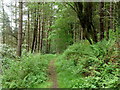 Woodland footpath