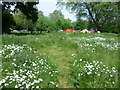 Ox eye daisies in the Nature Conservation Area at Myatts Fields Park