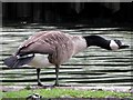 SK0573 : Canada Goose by Kenneth  Allen