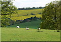 View into Dick Brook valley