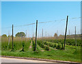 Hop Garden, Southmoor