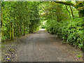 Woodland at Lilford Park