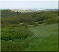 View across Areley Wood