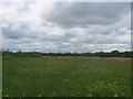 Flower Meadow at Rainton Meadows Nature Reserve