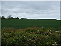 Farmland off Netherton Lane