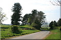 Trees beside the road, near Gusset