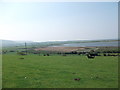 Black cattle grazing at Pant Farm