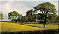 Buttercups, Craigantlet Hill, Belfast