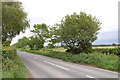 Trees along Wick Street