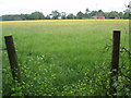 Looking Across Field of Buttercups Towards Bayford House