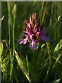 SX9182 : Southern Marsh Orchid, Haldon Forest by Derek Harper