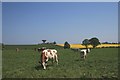 NU2303 : Farmland at Morwick by Paul Franks