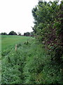 Bridleway towards Olt Tun Copse