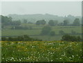 Meadow and view across the valley of Hodgelane Brook