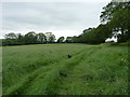 On the footpath towards Nordley