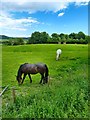 Grazing Horses