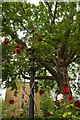 TQ3081 : Street lamp entwined with roses, Gray's Inn Gardens by Jim Osley