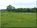 Horse and pond in a field at Colemore Green