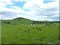 Cattle in Glenisla