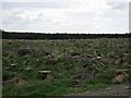 Felled block, Whitelee