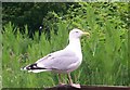 Friendly Seagull, Llanteg