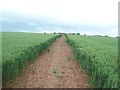 Footpath and Field of Crops near Whitwell