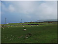 Upland grazings at Carn-y-cadell uchaf