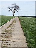 SE8690 : Solitary Tree, Low Pasture Farm by Scott Robinson