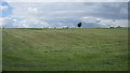 Harvested silage