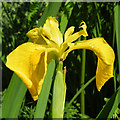 Yellow Flag Iris (Iris pseudacorus)