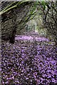 Rhododendron path near Sugworth Hall