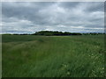 Farmland off Northlands Road