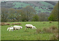 SO0259 : Grazing south-west of Llandrindod Wells, Powys  by Roger  D Kidd