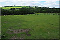 Farmland above Pant Brook