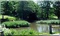 Pond, Horam Manor Fishery