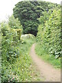 Footpath - Northedge Park