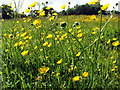 NZ3071 : Field Buttercups in Bloom by Christine Westerback
