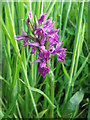 NZ3071 : Northern Marsh Orchid by Christine Westerback