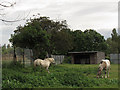 Ponies off Camdale Road