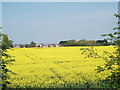 Winter rape in flower