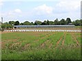 Glasshouses and bean poles