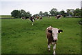 Inquisitive calf at Airton