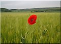 Poppy in barley field near High Melton