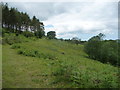 Path on the valley side above the Mynach