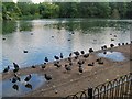 TQ2876 : Small birds by Battersea Park boating lake by Paul Gillett