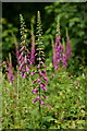 Common Foxgloves, Apse Heath, Isle of Wight