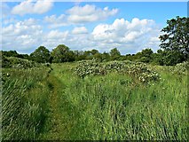 SU1586 : Pickard's Small Field, Gorse Hill, Swindon (1) by Brian Robert Marshall