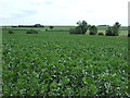 Crop field near Swineshead