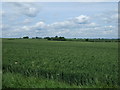 Farmland near Melchbourne