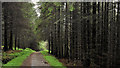 J3246 : Path, Drunkeeragh forest (2) by Albert Bridge